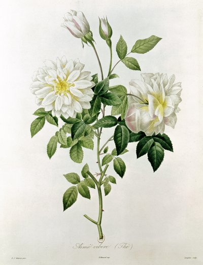 विस्टे (टी) की तरह Eustache Hyacinthe Langlois (1777-1837) द्वारा द्वारा Pierre Joseph Redouté