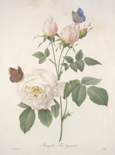 सबसे सुंदर फूल और सबसे सुंदर फल, 1827 की पसंद से बंगाल हाइमन चाय, द्वारा Pierre Joseph Redouté