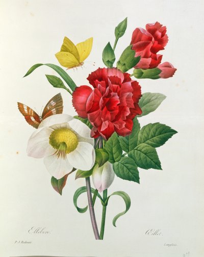 पियरे रेडआउट (1759-1840) द्वारा &39;द चॉइस ऑफ द मोस्ट ब्यूटीफुल फ्लावर्स&39; से क्रिसमस रोज़, हेलबोरस नाइगर और रेड कार्नेशन द्वारा पियरे जोसेफ रेडाउट