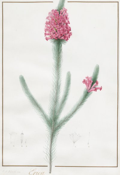 एरिका फुल्गिडा, 1813। द्वारा पियरे जोसेफ रेडाउट