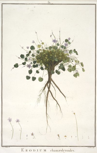 डेज़ी chamaedryoides, Geraniologia, या घंटे, PELARGONII से, Monsoniae Grielum इतिहास माउस वर्णन करने के लिए, 1787-1788 (हाथ से रंग का उत्कीर्णन) द्वारा पियरे जोसेफ रेडाउट