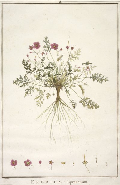 डेज़ी supracanum, Geraniologia, या घंटे, PELARGONII से, Monsoniae Grielum इतिहास माउस वर्णन करने के लिए, 1787-1788 (हाथ से रंग का उत्कीर्णन) द्वारा पियरे जोसेफ रेडाउट
