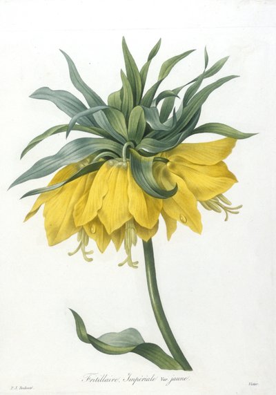 सबसे सुंदर फूल और सबसे सुंदर फल, 1827 के चयन से फ्रिलरी, इम्पीरियल पीले रंग की विविधता, द्वारा Pierre Joseph Redouté