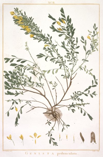 स्ट्रिप्स कि नए या उससे कम Cognitae, 1784 से ब्रूम डंठल (हाथ से रंग का उत्कीर्णन) द्वारा पियरे जोसेफ रेडाउट