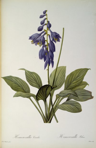लेस Liliacearum 1806 Hemerocallis नीले, से ` द्वारा पियरे जोसेफ रेडाउट