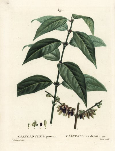 जापानी allspice, Chimonanthus praecox (Calycanthus praecox)। हेनरी लुई डुहामेल डू मोंसेल के ट्रीट डेस अर्ब्रेस एट श्रुस्टेस, पेरिस से पियरे-जोसेफ रेडौटे द्वारा एक चित्रण के बाद मोरेट द्वारा उत्कीर्ण हाथ के रंग का स्टिपल उत्कीर्णन द्वारा पियरे जोसेफ रेडाउट