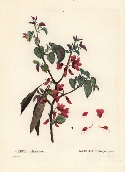 यहूदा का पेड़, Cercis सिलिकास्ट्रम। हेनरी लुई डुहामेल डू मोंसेल के ट्रीट डेस ट्रीज़ एट श्रुस्टेस, पेरिस से पियरे-जोसेफ रेडआउट द्वारा एक चित्रण के बाद टैसर्ट द्वारा हाथ से रंगा हुआ स्टिपल उत्कीर्णन द्वारा पियरे जोसेफ रेडाउट