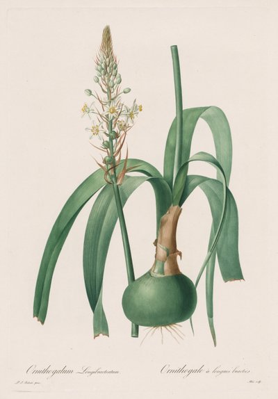 लिलिएसी: ऑर्निथोगैलम लॉन्गिब्रैक्टिएटम द्वारा Pierre-Joseph Redouté