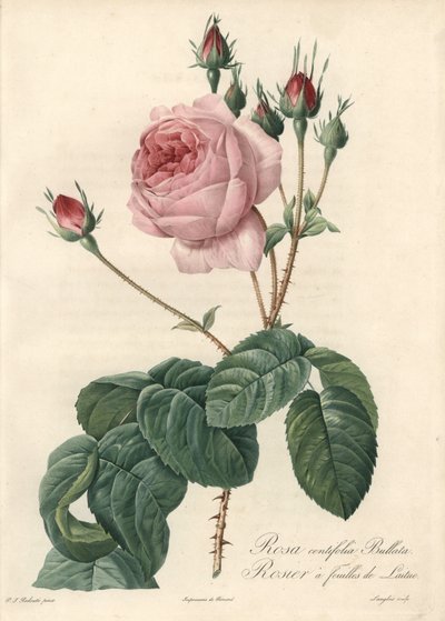 लेट्यूस लीफ रोज - लेस रोजेस से पियरे जोसेफ रेडौटे (1759-1840) के एक चित्रण के आधार पर ईओ फोर्ट डी लैंग्लोइस द्वारा पियरे जोसेफ रेडाउट