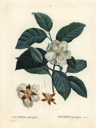 Malachodendron pentagynum (Stewartia or Stuartia pentagyna)। हेनरी लुई डुहामेल डू मोंसेउ के ट्रीट डेस अर्ब्रेस एट श्रुस्टेस, पेरिस से पियरे-जोसेफ रेडआउट द्वारा एक चित्रण के बाद हाथ से रंगा हुआ स्टिपल उत्कीर्णन द्वारा पियरे जोसेफ रेडाउट
