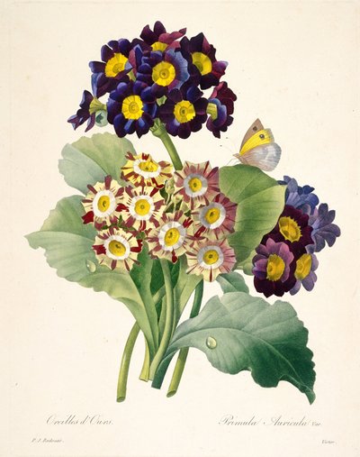 प्रिमुला औरिकुला प्रिमरोज़, 1827। द्वारा पियरे जोसेफ रेडाउट