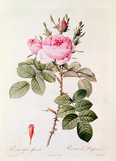 रोजा बिफ़ेरा ऑफ़िसिनैलिस, क्लाउड रोज़ एंटोनी थोरि (1757-1827) द्वारा &39;द रोज़ेज़&39; से यूस्टैच हयासिंथ लैंग्लॉइज़ (1777-1837) द्वारा उकेरा गया द्वारा पियरे जोसेफ रेडाउट