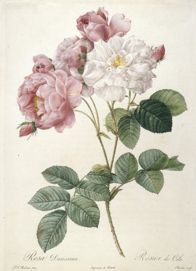 रोजा डेसमेसेना, लेस रोस, 1817-24 से रोजियर डे सेल्स, (हाथ से रंगा हुआ स्टिपल उत्कीर्णन) द्वारा Pierre Joseph Redouté