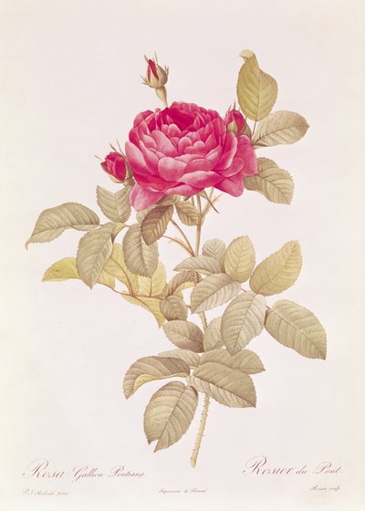 रोजा गैलिका पोंटियाना, क्लाज एंटोनी थोरी (1757-1827) द्वारा &39;द रोजेज&39; से यूस्टैच हैसिन्थे लैंग्लोइस (1777-1837) द्वारा उकेरी गई द्वारा पियरे जोसेफ रेडाउट