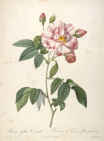 रोजा गैलिका वर्सिकलर, लेस रोज़े, 1817-24 (हाथ से सफ़ेद रंग का स्टेपल उत्कीर्णन) से बेर फूल के साथ फ्रेंच गुलाब का फूल द्वारा पियरे जोसेफ रेडाउट