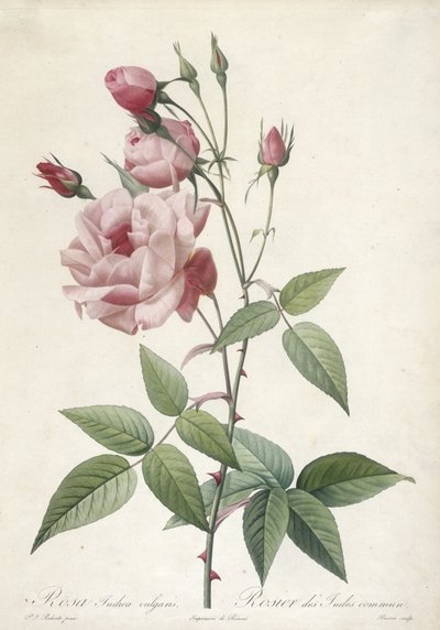 रोजा, 1817-24 से रोजा इंडिका वल्गरिस, कॉमन रोज ऑफ इंडिया, द्वारा पियरे जोसेफ रेडाउट