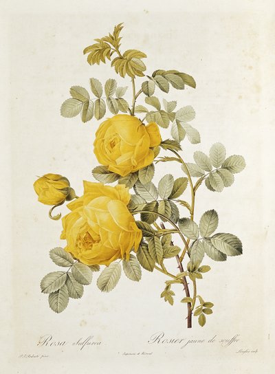 क्लाउड एंटोइ थोरि (1757-1827) द्वारा &39;लेस रोज&39; से रोजा सल्फ्यूरिया (येलो रोज), Eustache Hyacinthe Langlois (1777-1837) द्वारा 1817 द्वारा पियरे जोसेफ रेडाउट