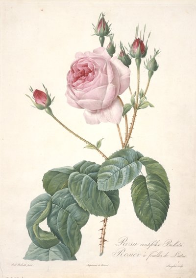 रोजा सेंटिफ़ोलिया बुल्लाटा, लेट्यूस लीफ गुलाब, लेस रोज़ेज़ से, 1817-24 (हाथ से रंगा हुआ सिप्पल उत्कीर्णन) द्वारा पियरे जोसेफ रेडाउट