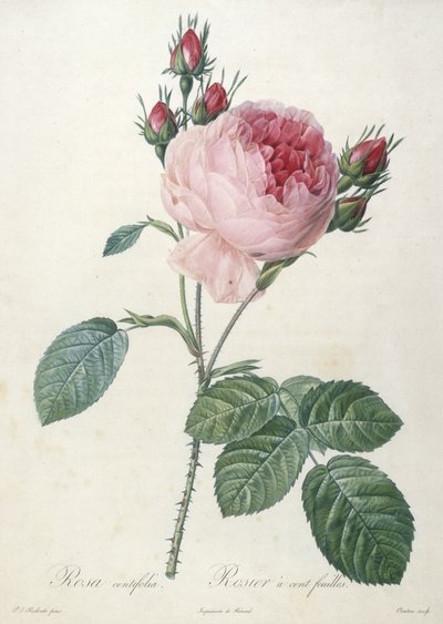 रोजा सेंट्रीफोलिया, रोज़-लेस्ड गुलाब, लेस रोज़ेज़ से, 1817-24 (हाथ से रंगा हुआ स्टिपल उत्कीर्णन) द्वारा पियरे जोसेफ रेडाउट