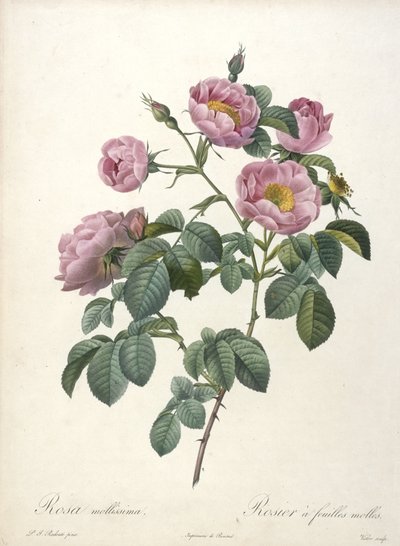 रोजा मोलिसीमा, सॉफ्ट-पत्ता गुलाब, लेस रोजेस से, 1817-24 (हाथ से सजी रंग की स्टेपल उत्कीर्णन) द्वारा पियरे जोसेफ रेडाउट