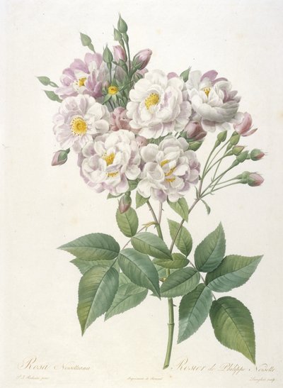 रोजा क्रॉइस, 1817-24 के द क्राउन ऑफ रोजेज से फिलिप डे नोइसेट, रोजा नोइसेटियाना द्वारा पियरे जोसेफ रेडाउट