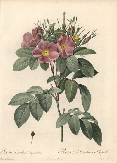वर्जीनिया गुलाब, काले फूल - लेस रोजेस से पियरे जोसेफ रेडआउट (1759-1840) के एक चित्रण के आधार पर ईओ फोर्ट डी लैंग्लोइस द्वारा पियरे जोसेफ रेडाउट