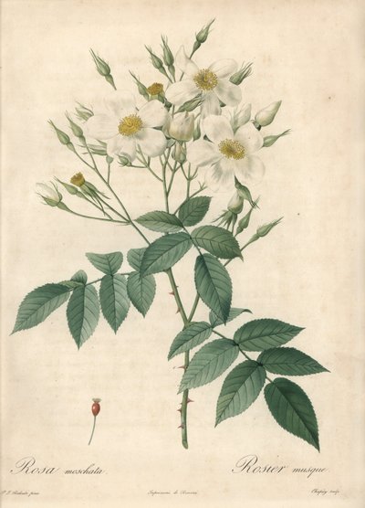 सफेद फूल कस्तूरी गुलाब - लेस रोजेस से पियरे जोसेफ रेडौटे (1759-1840) के एक चित्रण के आधार पर ईओ फोर्टे डी चापुय द्वारा पियरे जोसेफ रेडाउट