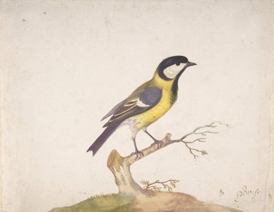 एक महान टिटमाउस पारस प्रमुख एक शाखा पर स्थित, 1670-93। द्वारा Pieter Withoos