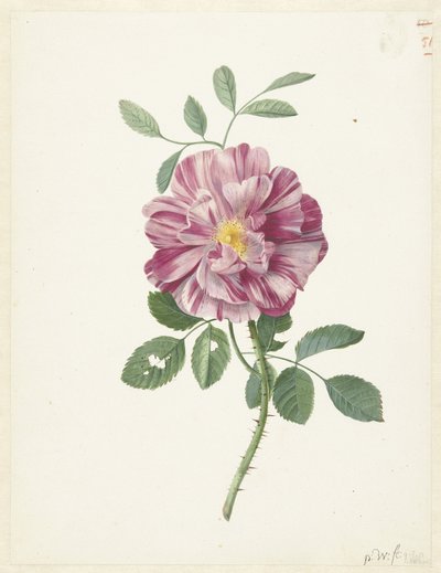  द्वारा Pieter Withoos