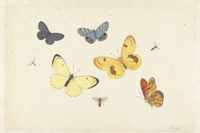  द्वारा Pieter Withoos