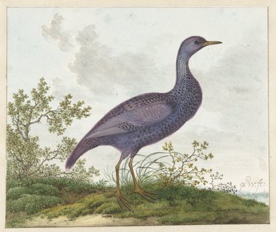  द्वारा Pieter Withoos