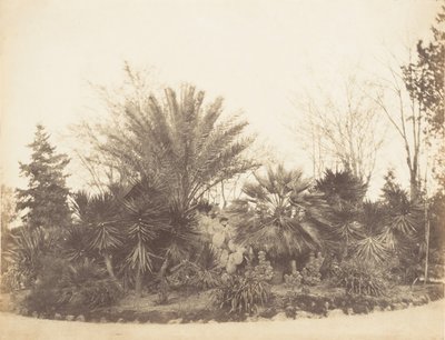 पिंकियन गार्डन, रोम, 1853-56। द्वारा संभवतः जेन मार्था सेंट जॉन द्वारा।
