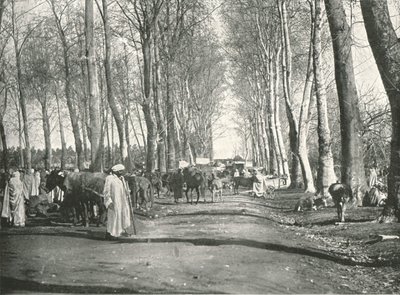 अरब मेला और बाजार, बोउफरिक, अल्जीरिया, 1895। द्वारा पोल्टन और सह