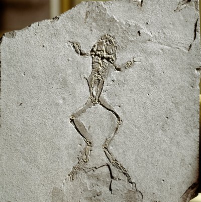 प्रागितिहास: स्पेन में पुएयोई दा टर्वेल साइट से मेंढक का जीवाश्म। मिओसीन युग। प्राकृतिक इतिहास का नागरिक संग्रहालय, मिलानो द्वारा प्रागैतिहासिक प्रागैतिहासिक