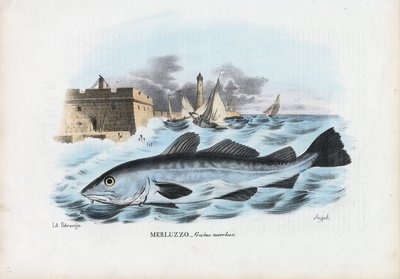 अटलांटिक कॉड, 1863-79 द्वारा रायमुंडो पेट्रारोइया