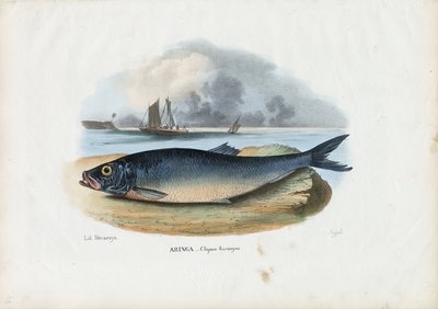 अटलांटिक हेरिंग, 1863-79 द्वारा रायमुंडो पेट्रारोइया