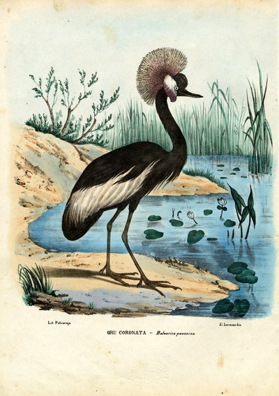 ब्लैक-क्राउन क्रेन, 1863-79 द्वारा रायमुंडो पेट्रारोइया