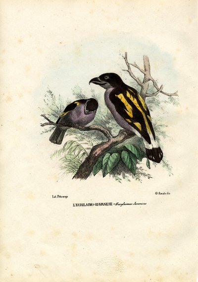 ब्रॉडबिल्स, 1863-79 द्वारा रायमुंडो पेट्रारोइया