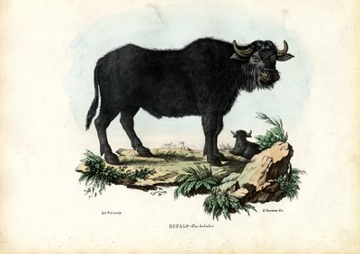 भैंस, 1863-79 द्वारा रायमुंडो पेट्रारोइया