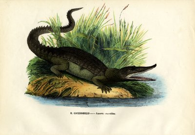 कैमान, 1863-79 द्वारा रायमुंडो पेट्रारोइया