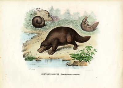 डक-बिल्ड प्लैटिपस, 1863-79 द्वारा रायमुंडो पेट्रारोइया