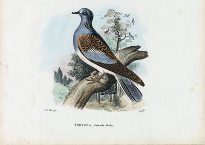 यूरोपीय कछुआ कबूतर, 1863-79 द्वारा रायमुंडो पेट्रारोइया