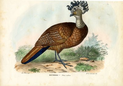 ग्रेट क्रासो, 1863-79 द्वारा रायमुंडो पेट्रारोइया
