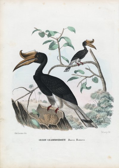 ग्रेट हॉर्नबिल, 1863-79 द्वारा रायमुंडो पेट्रारोइया
