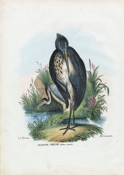 ग्रे हेरन, 1863-79 द्वारा रायमुंडो पेट्रारोइया
