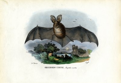 ग्रे लॉन्ग-इयर बैट, 1863-79 द्वारा रायमुंडो पेट्रारोइया