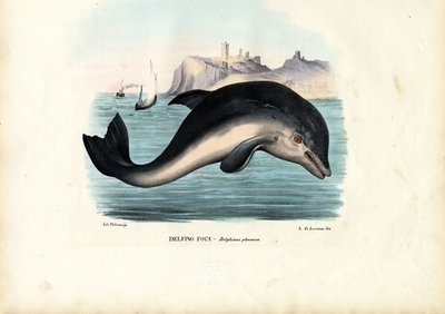 हार्बर पोरपॉइज़, 1863-79 द्वारा रायमुंडो पेट्रारोइया