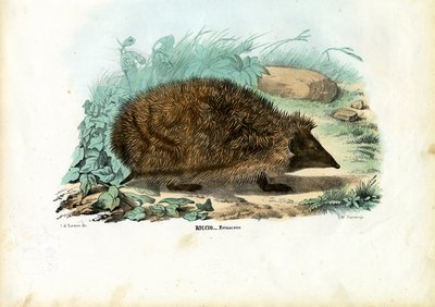 हेजहोग, 1863-79 द्वारा रायमुंडो पेट्रारोइया