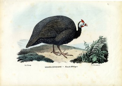 हेलमेटेट गिनीफ्लोव, 1863-79 द्वारा रायमुंडो पेट्रारोइया