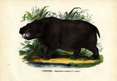 हिप्पो, 1863-79 द्वारा रायमुंडो पेट्रारोइया